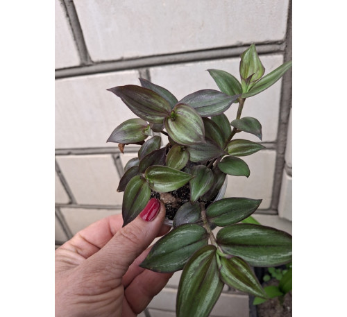Традесканція кімнатна Tradescantia Zebrina PURPUSII